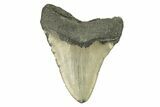 Fossil Megalodon Tooth - North Carolina #272802-2